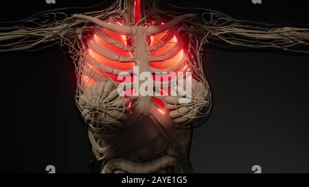 Polmoni umani esame radiologico Foto Stock