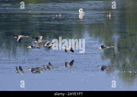 Graylag oche in volo Foto Stock