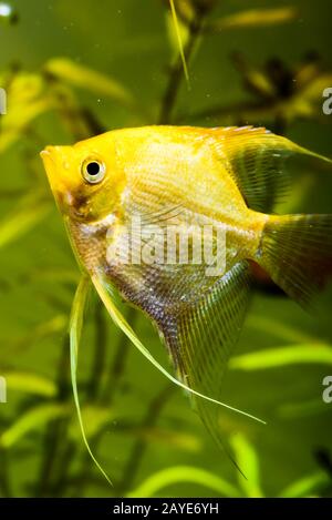 Oro Pterophyllum scalare in acqua aqarium, giallo angelfish Foto Stock