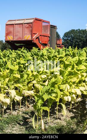 Raccolta delle foglie di tabacco con il trattore della trebbiatrice Foto Stock