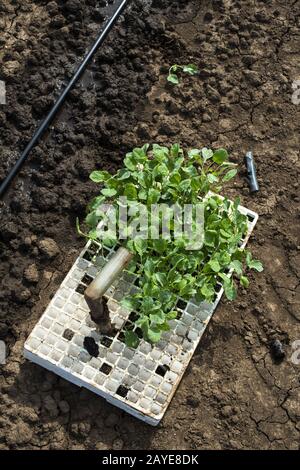 Giovani pianta in gabbie sulla terra di agricoltura. Piantando broccoli in azienda agricola industriale. Foto Stock