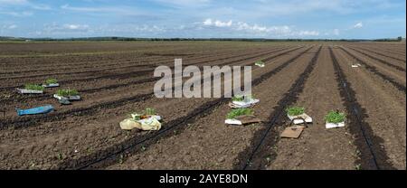 Giovani pianta in gabbie sulla terra di agricoltura. Piantando broccoli in azienda agricola industriale. Foto Stock