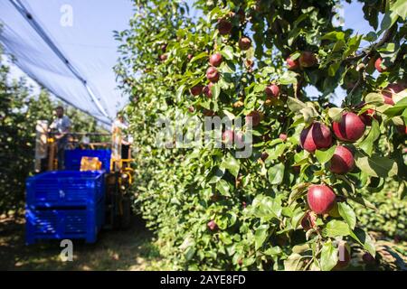 Raccogliere le mele in grande frutteto industriale di mele. Macchina per il prelievo di mele. Foto Stock