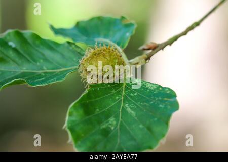 un bechnut ancora appeso sull'albero Foto Stock