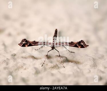 Una mosca, farfalla-come insetto su un muro Foto Stock