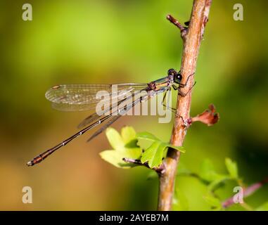 Il ritratto, uno studio di libellule in natura Foto Stock