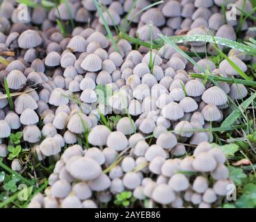 Funghi, funghi autunnali sul terreno forestale Foto Stock