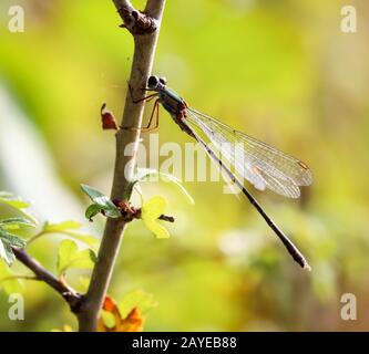 Il ritratto, uno studio di libellule in natura Foto Stock