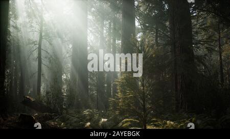 Tramonto sulla Foresta Gigante, Sequoia National Park, California Foto Stock