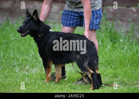 Orenburg, Russia, 11 giugno 2017 anno: Pastore al cane mostra i colori dell'estate 2017 Foto Stock