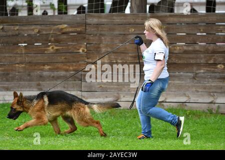 Orenburg, Russia, 11 giugno 2017 anno: Pastore al cane mostra i colori dell'estate 2017 Foto Stock