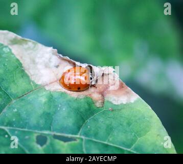 Un ladybird, Herrgottskäfer su una foglia Foto Stock