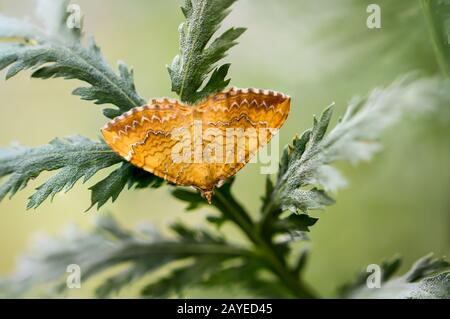 una farfalla siede su una pianta in estate Foto Stock