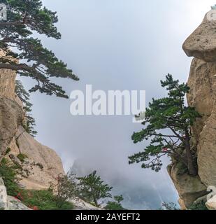 I pini che crescono sul precipizio roccioso Foto Stock