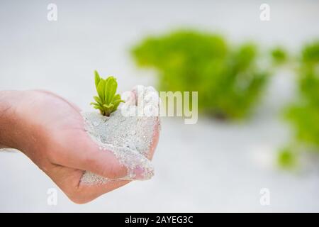 Mani germoglio verde sullo sfondo bianco sabbia Foto Stock