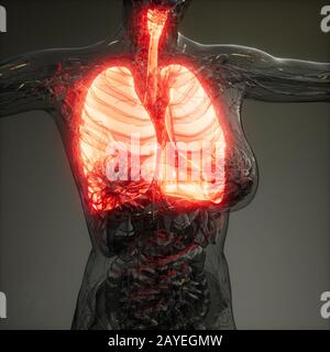 Polmoni umani esame radiologico Foto Stock