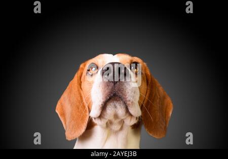 Bellissimo cane beagle isolati su sfondo nero. Studio shoot. guardando in alto, headshoot ritratto Foto Stock