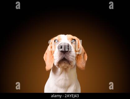 Bellissimo cane beagle isolati su sfondo nero. Studio shoot. guardando in alto, headshoot ritratto Foto Stock