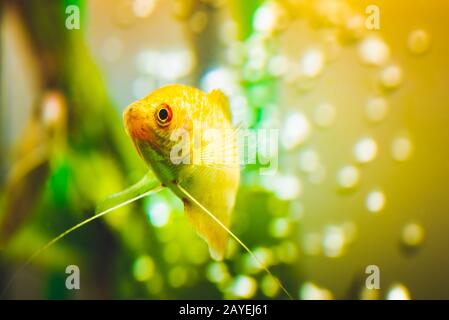 Pesci di acquario Golden gourami Trichogaster trichopterus Gold Foto Stock