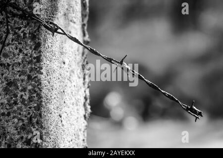 su un palo di recinzione, un residuo del filo spinato è attaccato Foto Stock