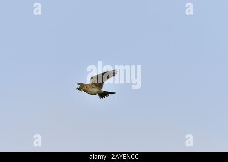 Eurasian skylark Foto Stock