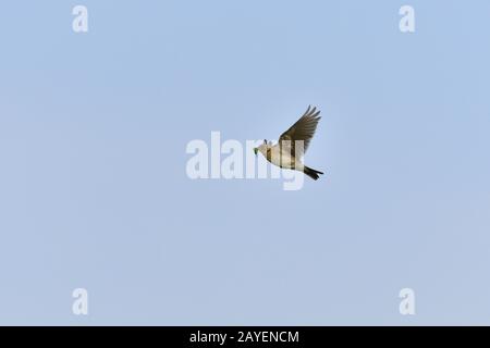 Eurasian skylark Foto Stock