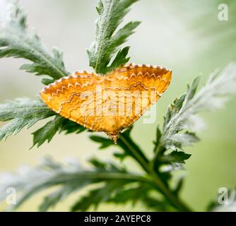 una farfalla siede su una pianta in estate Foto Stock