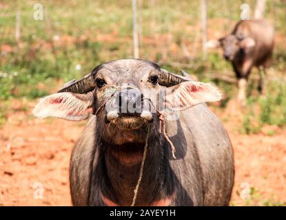 bufalo d'acqua su un campo contadino in vietnam Foto Stock