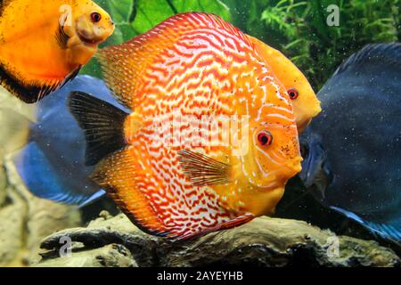 Discus pesce nell'acquario. I discus sono pesci del genere Symphysodon. Foto Stock