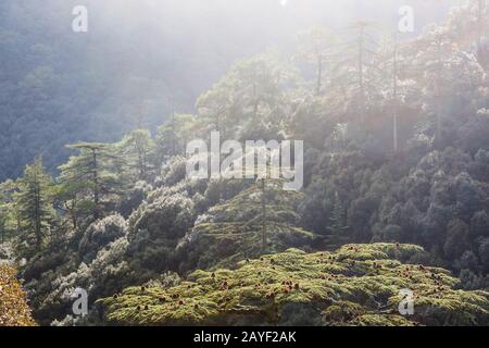 Albero di cedro Foto Stock