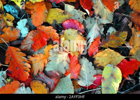 Foglie colorate di quercia autunnale sul terreno, vista dall'alto, fondo naturale biologico Foto Stock