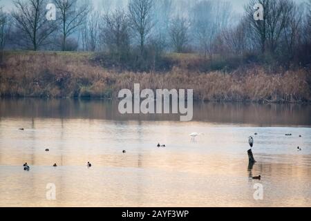 Anatre e aironi su un lago nel Burgenland all'alba Foto Stock