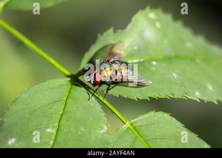 una mosca si siede su una foglia Foto Stock