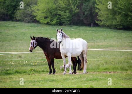 Cavalli, stallone, mare in una fattoria, paddock durante il pascolo Foto Stock