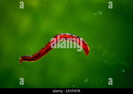 una macro di una piccola larva di zanzara rossa Foto Stock