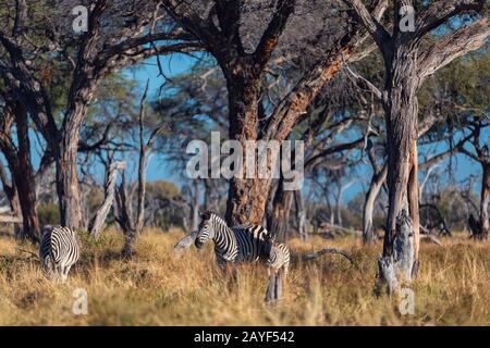 Zebra nel bush, Namibia Africa wildlife Foto Stock