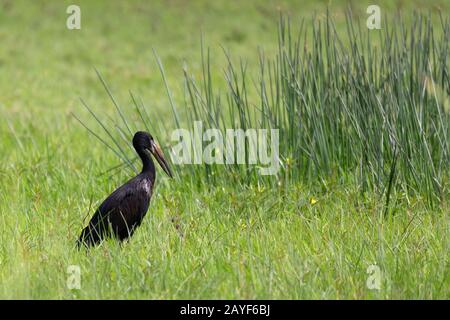 African openbill Etiopia Africa fauna selvatica Foto Stock