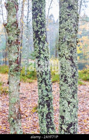 Tronchi di albero coperti di licheni nella foresta Foto Stock