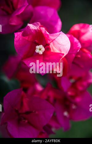 Un cono di rosa pianta di zenzero in Maui, Hawaii Foto Stock