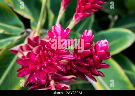 Un cono di rosa pianta di zenzero in Maui, Hawaii Foto Stock