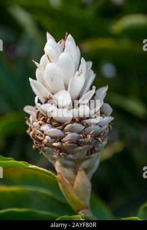 Un cono bianco zenzero stabilimento di Maui, Hawaii Foto Stock