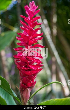 Un cono di rosa pianta di zenzero in Maui, Hawaii Foto Stock