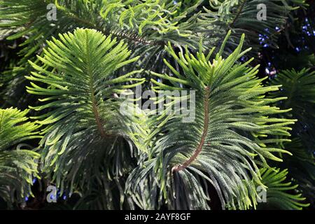 Norfolk Island Pine o Norfolk Pine (Araucaria eterophylla, SYN. Araucaria excelsa) Foto Stock