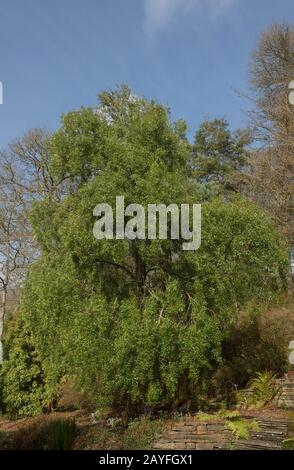 L'inverno Foliage del Mayten Evergreen cileno o Maiten Tree (Maytenus boaria) in un Giardino di Woodland nel Devon rurale, Inghilterra, Regno Unito Foto Stock