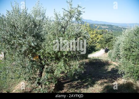 Olivi in Umbria. Agosto 18th 2019 © Wojciech Strozyk / Alamy Stock Photo Foto Stock