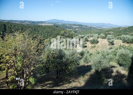 Olivi in Umbria. Agosto 18th 2019 © Wojciech Strozyk / Alamy Stock Photo Foto Stock