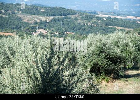 Olivi in Umbria. Agosto 18th 2019 © Wojciech Strozyk / Alamy Stock Photo Foto Stock