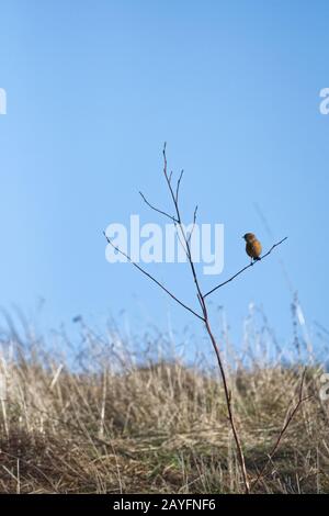 Stonechat europea Foto Stock