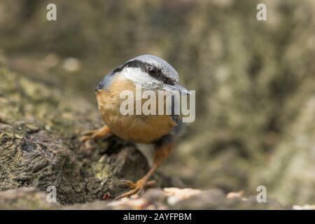 Nuthatch. Sitta europaea (Sittidae). Abington Park, Northampton, Inghilterra, Regno Unito. Foto Stock