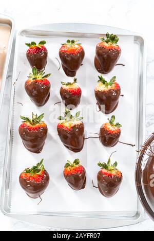 Preparazione di fragole ricoperte di cioccolato su un vassoio per biscotti Foto Stock